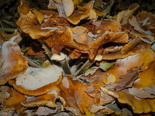 fallen autumn leaves