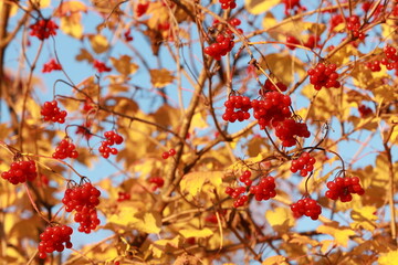 Fototapeta premium Red viburnum berries and yellow leaves on a blue sky background
