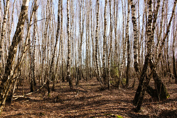 Obraz premium Bare birch trees standing in a vast dry landscape on a clear sunny day, wide-angle shot emphasizing the peaceful and desolate forest environment, horizontal