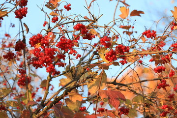 Autumn bunches of viburnum with fruits illuminated by evening sunlight closeup