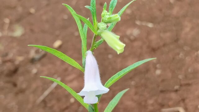 fresh sesanum indicum plant