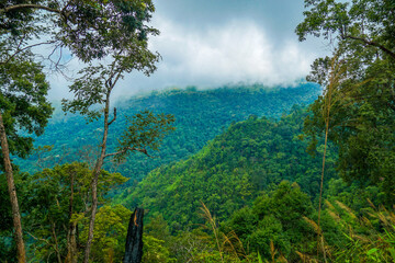 Obraz premium A lush, green forest landscape with dense foliage and misty clouds.