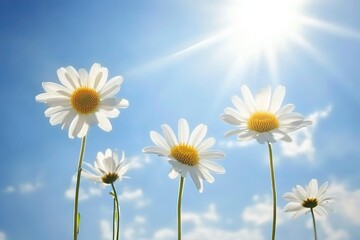 Beautiful white daisy flowers in sunny day with generative ai
