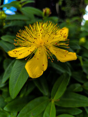 yellow flower on green