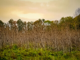 grass and sky
