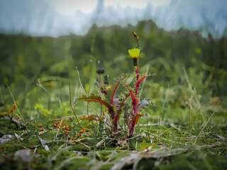 red and yellow flowers