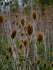 thistle flower