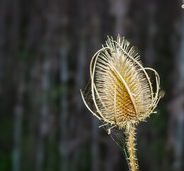 wild flower in winter