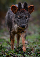 A close up of a Southern Pudu