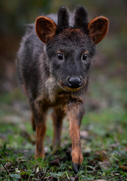 A close up of a Southern Pudu