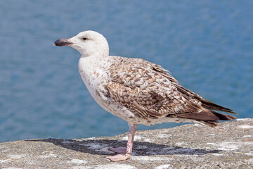 Great Black-backed Gull (Larus marinus) juvenile ringed, bred in Cornwall, Newlyn Harbour, Cornwall, UK.