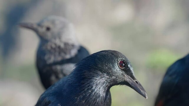 Close up shot of three black crows
