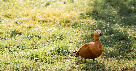 A beautiful portrait of a brown ogar duck on a background of green grass and a beautiful bokeh....