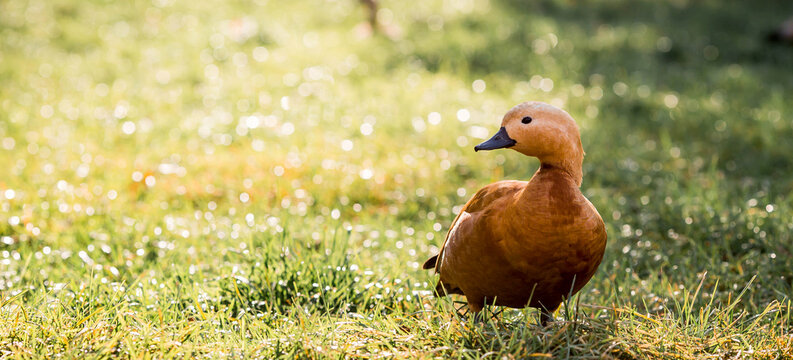 A beautiful portrait of a brown ogar duck on a background of green grass and a beautiful bokeh. Close-up.