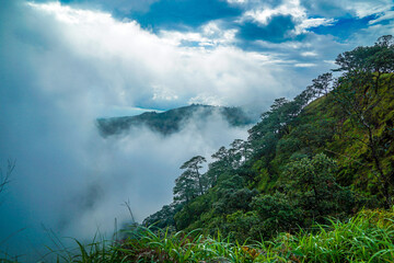 A serene landscape with sparse pine trees under a bright blue sky.