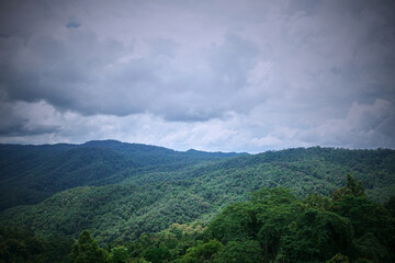 Fototapeta premium Majestic view of lush green mountains framed by tall trees under a cloudy sky.