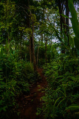 A dense tropical forest with various vibrant green plants and a small wooden path.