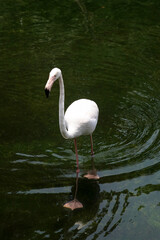 Obraz premium Portrait of Greater Flamingo Standing on Water in The Zoo