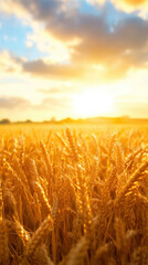 Naklejka premium Golden wheat fields bask in warm glow of sunset, creating serene and picturesque landscape. vibrant colors evoke sense of tranquility and abundance