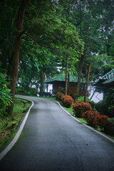 Fototapeta premium A serene road curves through a lush green forest with small wooden cabins.