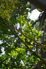 Fototapeta premium A bird is perched on a tree branch in a lush green forest