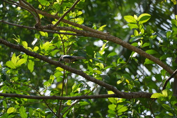 A bird is perched on a tree branch in a lush green forest