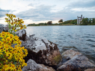 A yellow flower is growing on a rock near a river Corrib, Galway, Ireland. The scene is serene and peaceful, with the flower adding a pop of color to the otherwise gray and rocky landscape. 