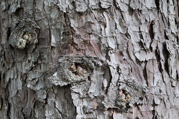 アカエゾマツの木目