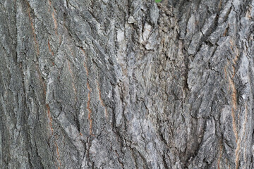 ミズナラの木目