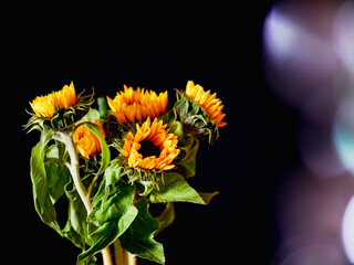 Fototapeta premium Sunflowers bouquet on dark background. Sun flare special effect. Beauty of nature concept. Still life.