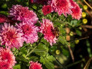 A bush of red chrysanthemums outside