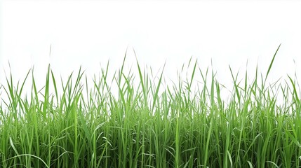 Obraz premium Green grass field on white background 