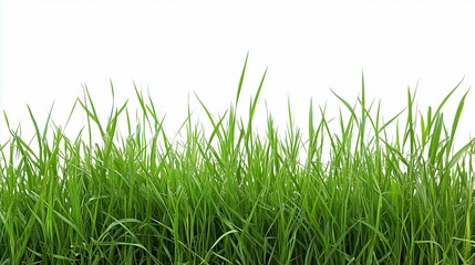 Obraz premium Green grass field on white background 