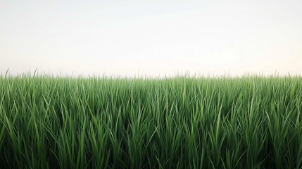 Obraz premium Green grass field on white background 