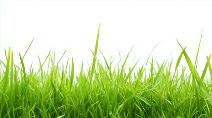 Obraz premium Green grass field on white background 