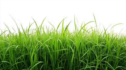 Obraz premium Green grass field on white background 