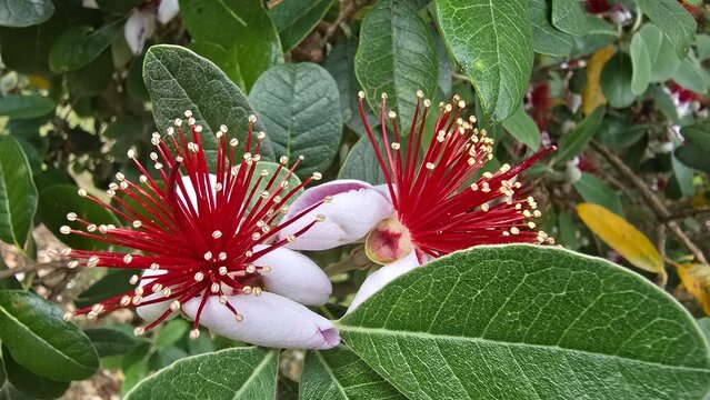 Bright red crimson flowers on a Feijoa tree with green leaves.