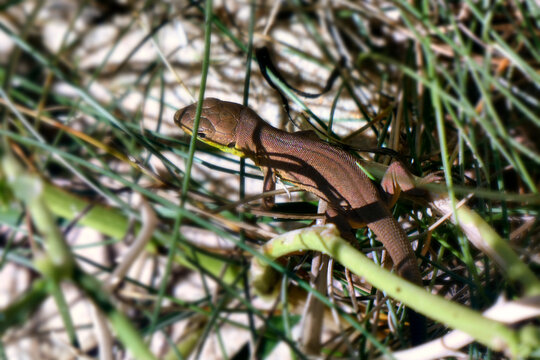 lizard in a bush 