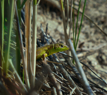 A green-ish gecko poping its head out from the high grass
