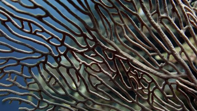 Gorgons in very closeup shots - Banda sea and North Sulawesi in Indonesia