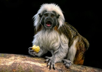 A close up of a Cotton-top tamarin