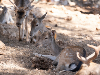 beautiful deers at the zoo