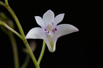 Dendrobium kingianum semi-alba orchid flower.