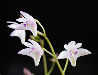 Dendrobium kingianum semi-album orchid flowers.