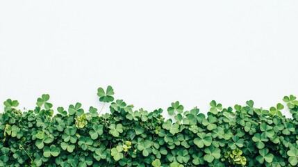 A striking image of a green clover patch on a white background, emphasizing its vibrant color and the freshness of natural beauty.