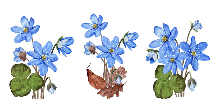 Set of blue first forest spring flowers anemone hepatica compositions. Hand drawn botanical watercolor illustration isolated on white background. For clip art cards invitation label package
