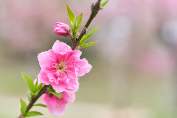 Obraz premium ふんわりした背景の桃の花（ハナモモ）のクローズアップ