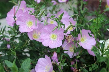 Pink evening primrose flowers (lat. Oenothera)
