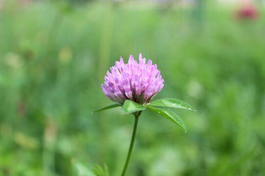 Close-up meadow clover flower (lat. Trifolium pratense)	
