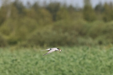 Common tern Federsee Baden Wuerttemberg